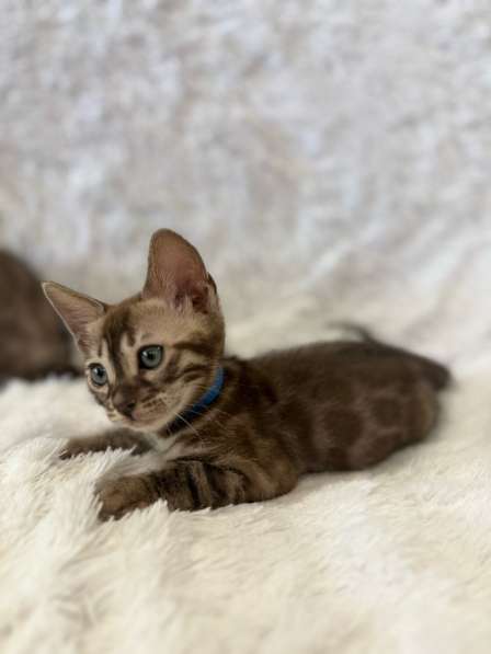 Бенгальские угольные котята