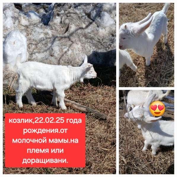Продадут молоденьких козлят