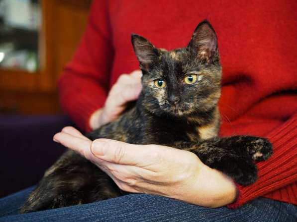 Трехцветный котёнок Пеппи в добрые руки в Москве фото 5