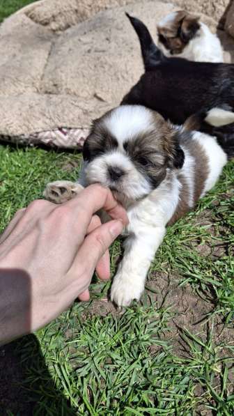 Чистокровные щенки Ши-Тцу в фото 10