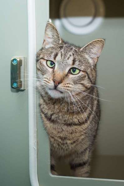 Вера - кошка с изюминкой в самые добрые руки!