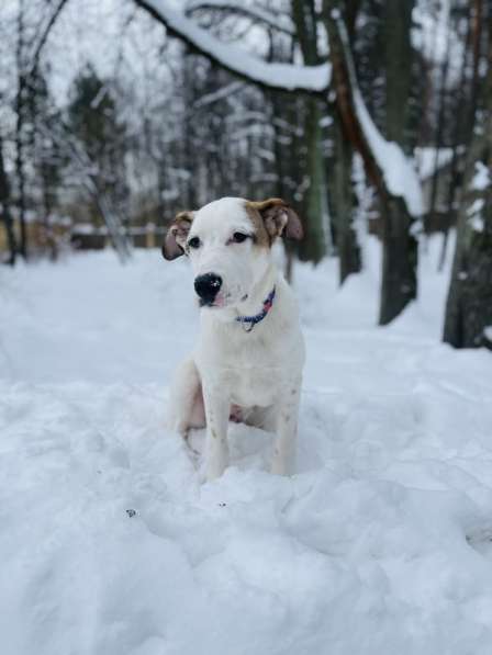 Белый щенок Серкан в добрые руки в Москве фото 13