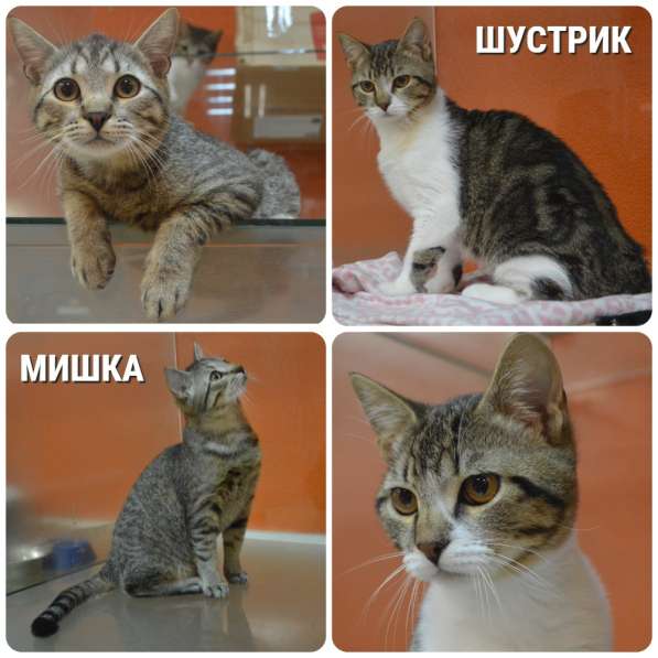 Коты Мишка и Шустрик даром