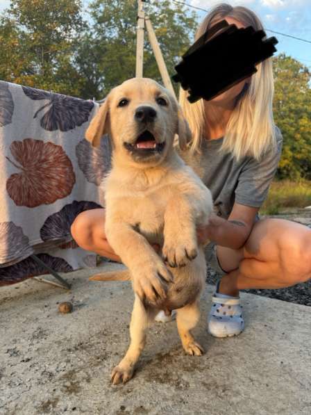 Щенок лабрадора