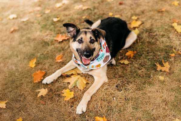 Дэнди ждёт своего человека. Москва, МО