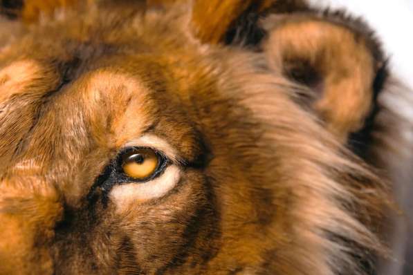 Берберийский черногривый лев (муляж) в Москве фото 6