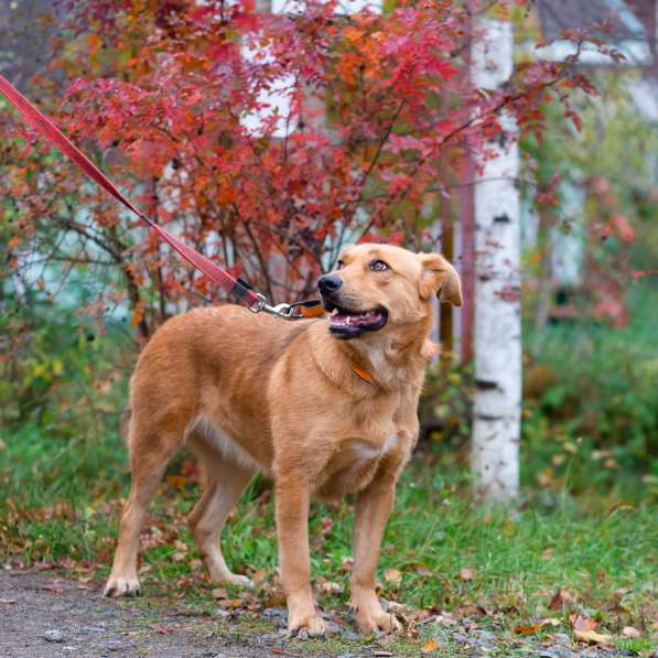Мягкая и послушная молодая собака ищет дом в Санкт-Петербурге фото 12