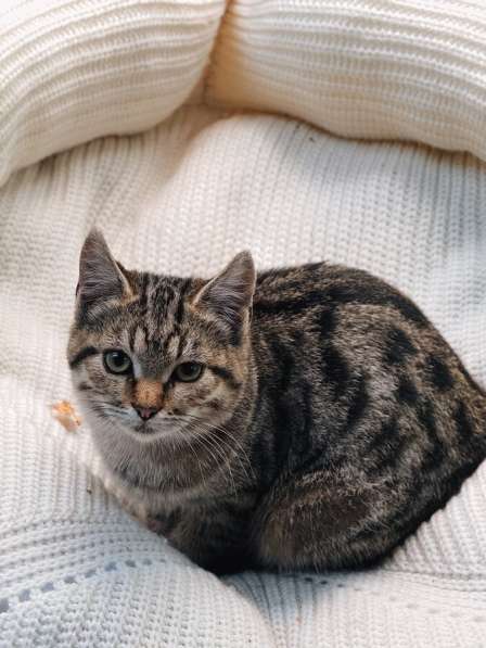 Ищут дом 2 чудесных котенка в Москве фото 8