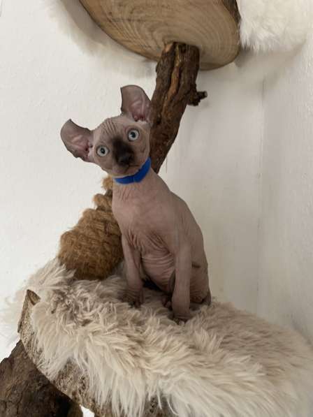 Сфинкс Эльф котята в фото 3