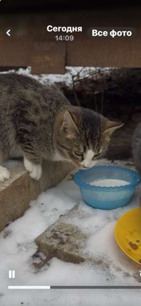 Спасите котят