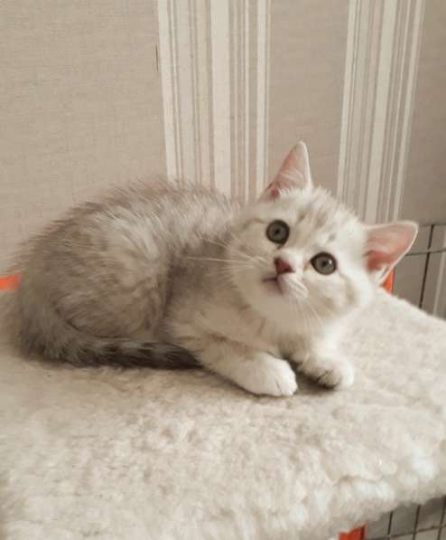 Прелестные британские котята серебристая шиншилла в Санкт-Петербурге фото 4