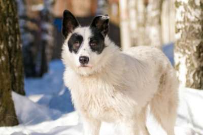 Отдам даром Ищет дом необычная собака Снежинка в Москве