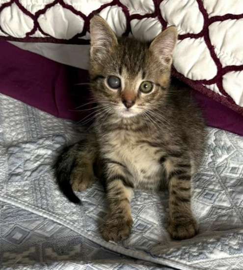 Особенный котёнок Гномик в самые добрые руки в Москве фото 8