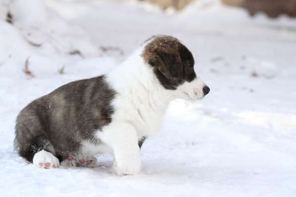 Вельш корги кардиган в Москве фото 6