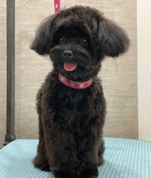 Щенки мальтипу мини в Краснодаре фото 3