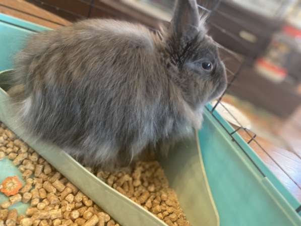 Декоративный кролик в Прокопьевске фото 3