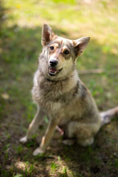 Щенята — почти волчата ищут дом в Москве фото 9