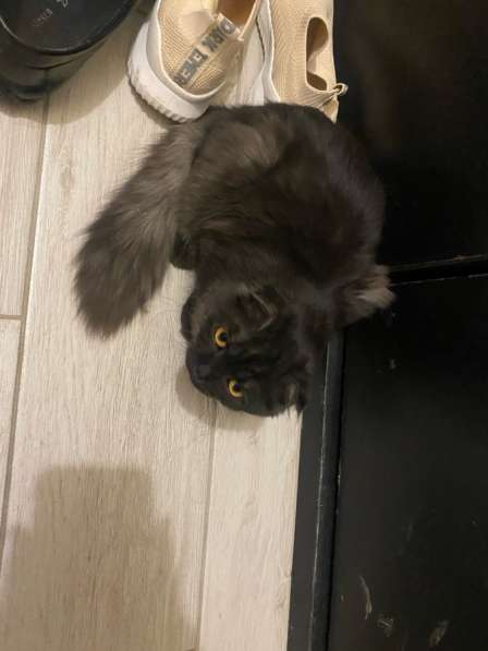 Шотландский вислоухий кот