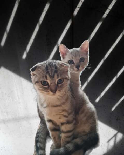 Продаются шотландские котята в фото 7