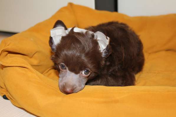 Пуховый шоколадный мальчик КХС в Москве фото 13