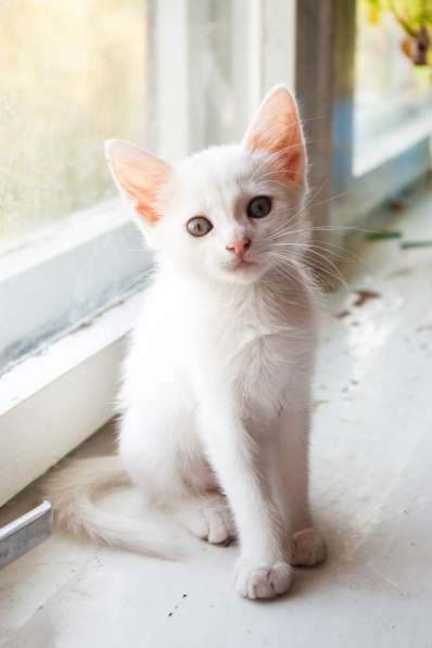 Белый котенок в хорошие руки в фото 4