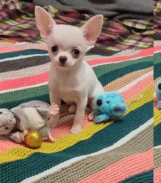 Chihuahua. Girl