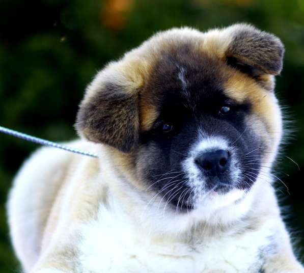 Щенки Американской акиты в Санкт-Петербурге фото 35