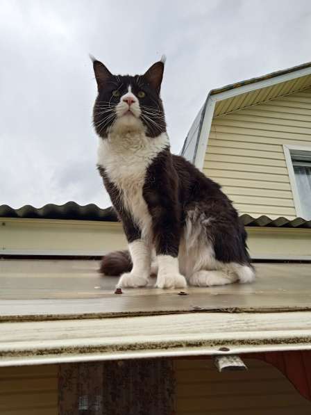 Вязка Мейн Кун в Лобне фото 12