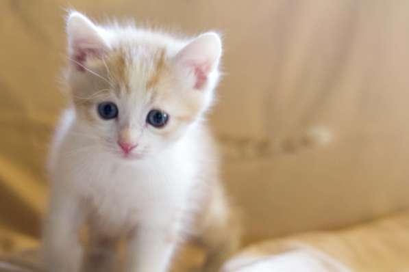 Подарим котяток добрым людям в Москве фото 5