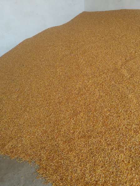 Семена кукурузы Туран-480 СВ