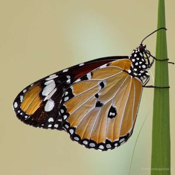 Живая бабочка к 8 марта! в Анапе