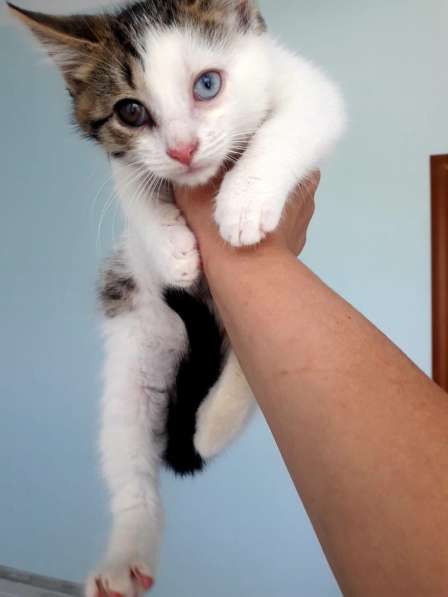 Котята метисы бенгала в Москве фото 3