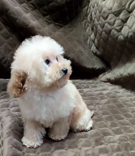 Poodle. Apricot boy в фото 5