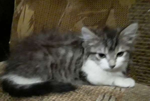 Кошка в добрые руки в Калуге фото 35