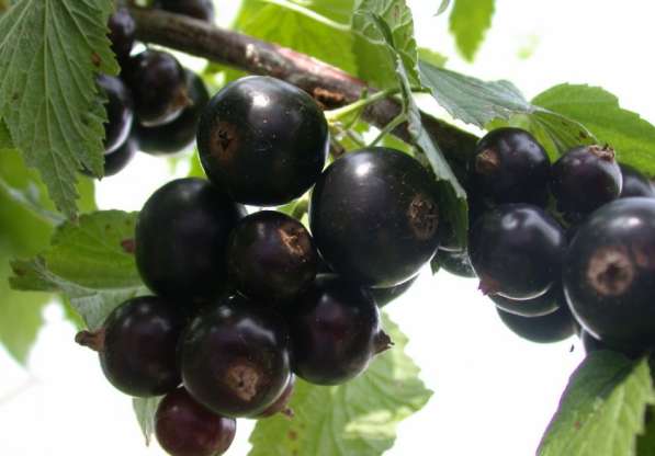 Саженцы малина смородина виноград в Таганроге фото 5