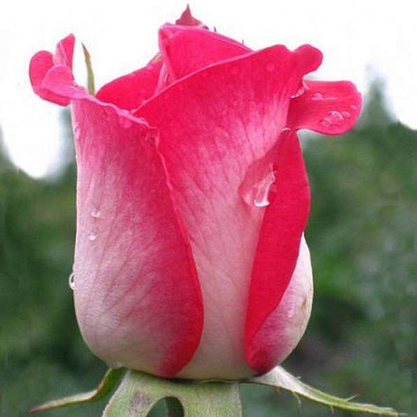 Саженцы роз ОПТОМ в Омске фото 8