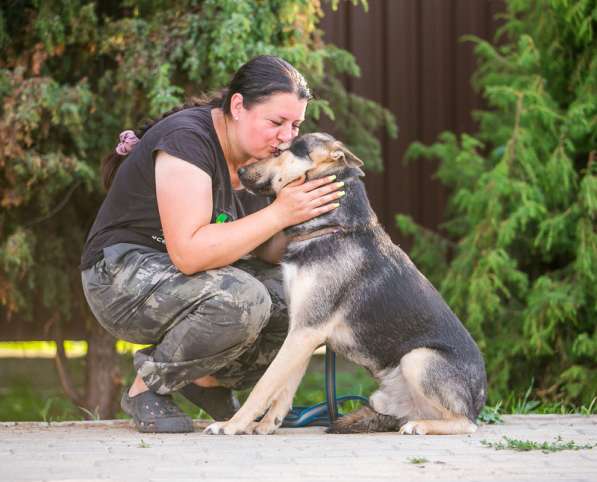 Овчарка Джефф в добрые руки в Москве фото 17