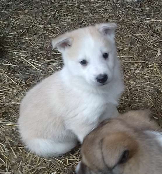 Продам щенка западно-сибирская лайка в Пензе