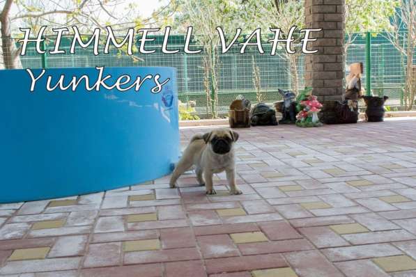 Щенки мопса из питомника в Краснодаре фото 8