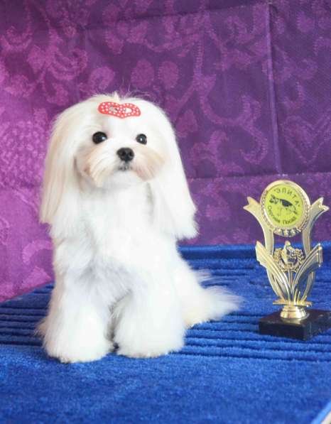 Мальтезе лучший друг в Москве фото 5