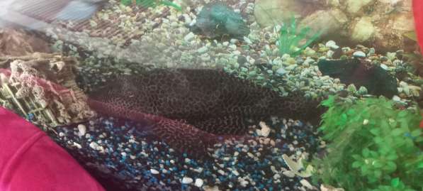Акваиумные рыбы в Сочи фото 3