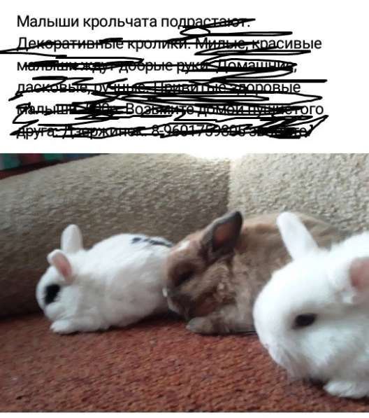 Карликовые крольчата домашние ручные малыши. звоните в Дзержинске