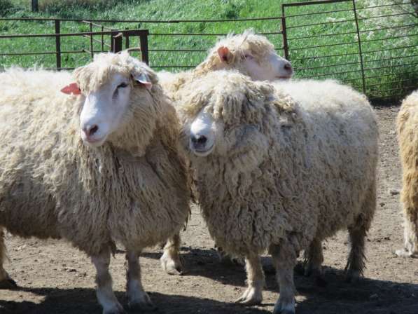 Племенные овцы Линкольн (Скот из Европы класса Элита Рекорд) в фото 4