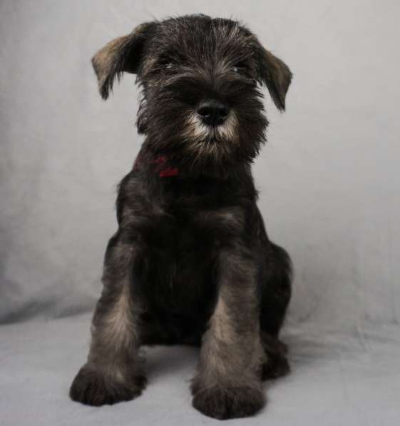 Цвержата в поисках самых лучших хозяев в Самаре фото 14