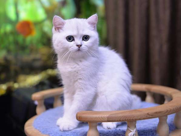 Британский мальчик роскошного окраса в Москве фото 3