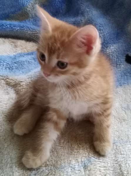 Котята в Сергиевом Посаде фото 4