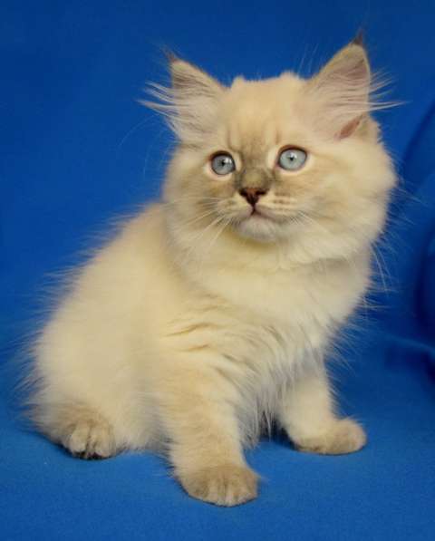 Голубоглазые сибиряки для Вас в Москве фото 13