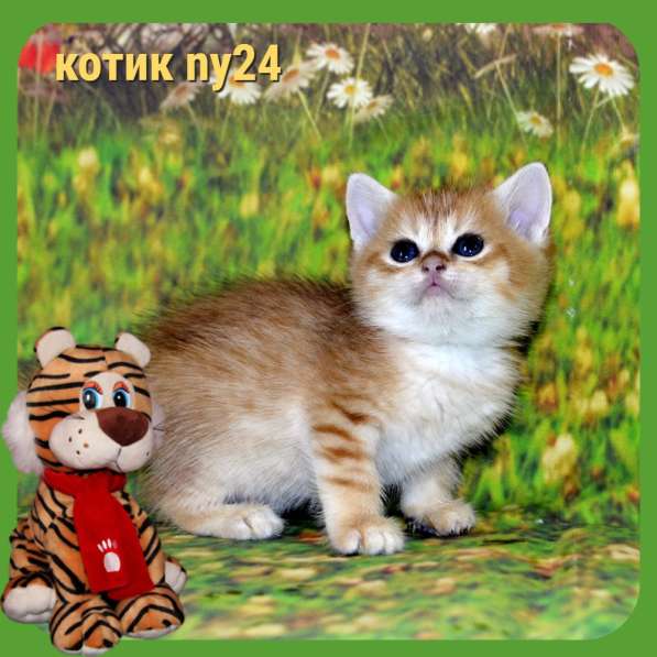 Золотой мальчик ny11 в Москве фото 8