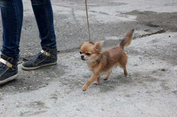 Общий курс послушания и ринговая дрессировка собак в Новосибирске фото 5