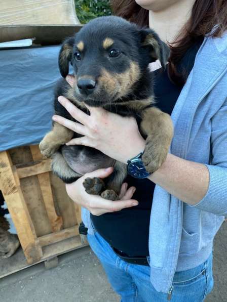 Щенки отдаю бесплатно в Самаре фото 4